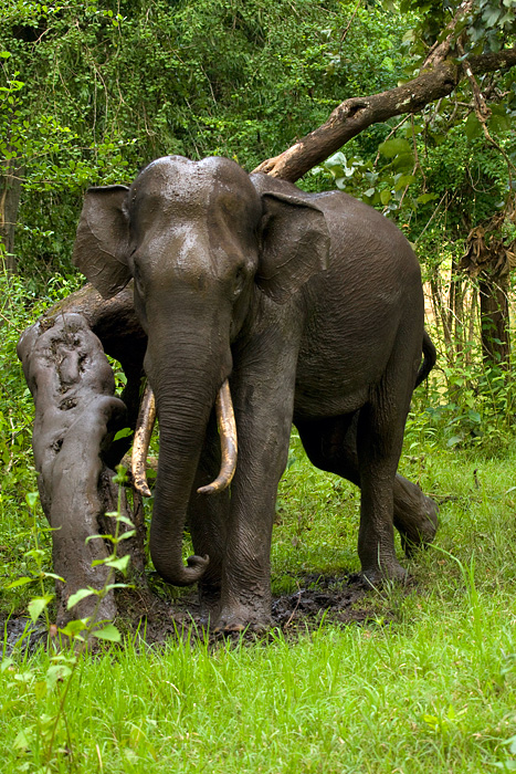 _MG_7235-Asian-Elephant.jpg