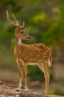 _MG_9851-Spotted-Deer.jpg
