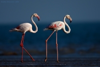 _MG_4206-Greater-Flamingos.jpg