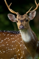 _MG_0030-Spotted-Deer.jpg