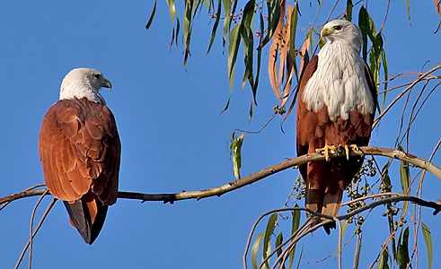 :bird-info:brahminy-kite:crw_0397-b.kite.jpg :bird-info:brahminy-kite:crw_0397-b.kite.jpg