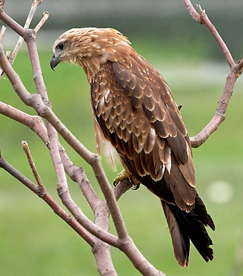 :bird-info:brahminy-kite:crw_2114-brahminy-juvenile.jpg