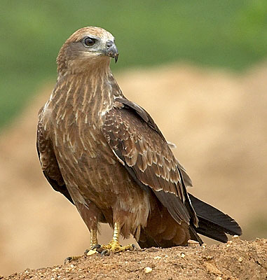 :bird-info:brahminy-kite:crw_3602-brahminy-kite-juvenile.jpg