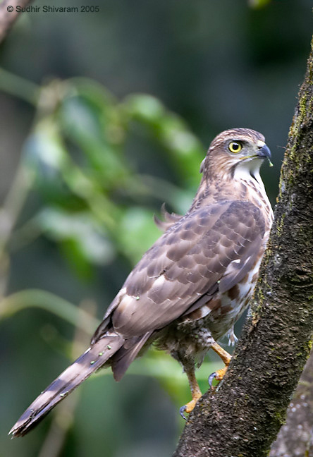 :bird-info:crw_2172-crested-goshawk.jpg