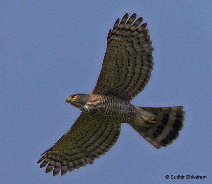 :bird-info:crested-goshawk:mg_7467-crested-goshawk.jpg