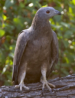 :bird-info:honey-buzzard:crw_1712-ohb.jpg