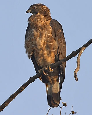 :bird-info:honey-buzzard:crw_2965-ohb.jpg :bird-info:honey-buzzard:crw_2965-ohb.jpg