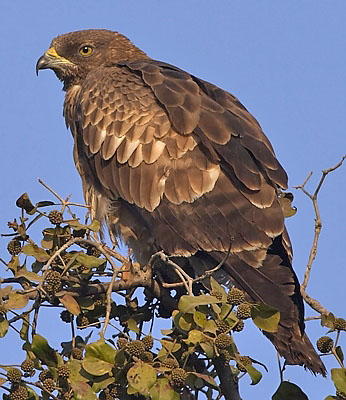 :bird-info:honey-buzzard:crw_2985-ohb.jpg :bird-info:honey-buzzard:crw_2985-ohb.jpg