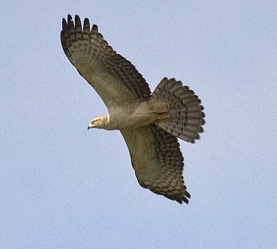 :bird-info:honey-buzzard:crw_3499-honey-buzzard.jpg