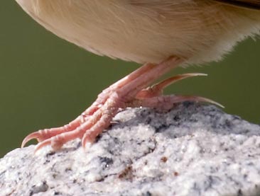 crw_3989-indian-bushlark-toe.jpg crw_3989-indian-bushlark-toe.jpg