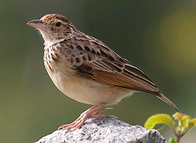 Branjangan VS Pipit ~ Kicau Burung Lokal Indonesia