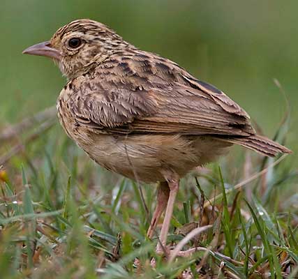 Branjangan VS Pipit ~ Kicau Burung Lokal Indonesia