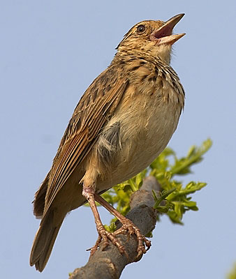 :bird-info:jerdons-bushlark:crw_1837-jerdons-bushlark.jpg :bird-info:jerdons-bushlark:crw_1837-jerdons-bushlark.jpg