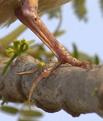 :bird-info:jerdons-bushlark:crw_1840-jerdons-bushlark-claws.jpg