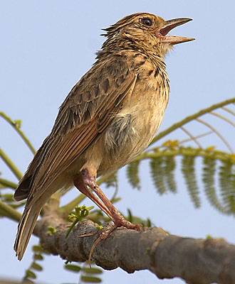 :bird-info:jerdons-bushlark:crw_1841-jerdons-bushlark.jpg :bird-info:jerdons-bushlark:crw_1841-jerdons-bushlark.jpg