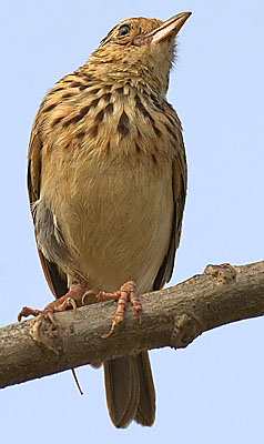:bird-info:jerdons-bushlark:crw_1844-jerdons-bushlark.jpg :bird-info:jerdons-bushlark:crw_1844-jerdons-bushlark.jpg
