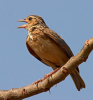 :bird-info:jerdons-bushlark:crw_6558-jerdons-bushlark.jpg :bird-info:jerdons-bushlark:crw_6558-jerdons-bushlark.jpg