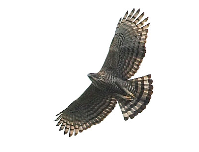 hawk bird hawk bird