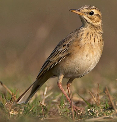 Branjangan VS Pipit ~ Kicau Burung Lokal Indonesia