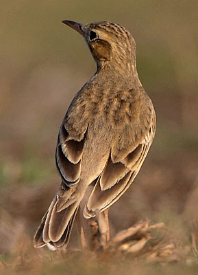 :bird-info:paddyfield-pipit:crw_3211-paddy-field-pipit.jpg :bird-info:paddyfield-pipit:crw_3211-paddy-field-pipit.jpg