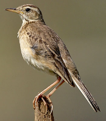 Branjangan VS Pipit ~ Kicau Burung Lokal Indonesia