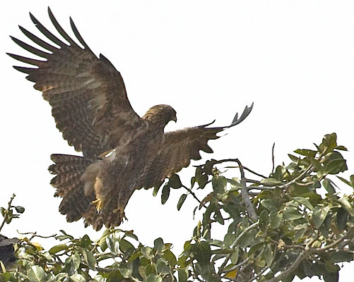 :bird-info:tawny-eagle:crw_4935-tawny-eagle.jpg :bird-info:tawny-eagle:crw_4935-tawny-eagle.jpg