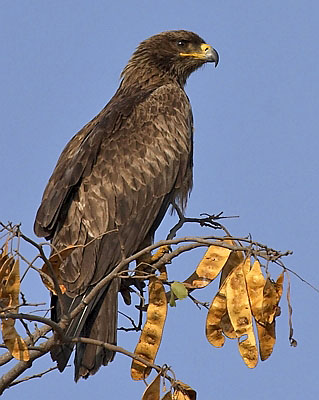 :bird-info:crw_5414-tawny-eagle.jpg
