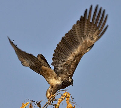 :bird-info:crw_5418-tawny.jpg :bird-info:crw_5418-tawny.jpg