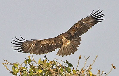 :bird-info:crw_5422-tawny.jpg :bird-info:crw_5422-tawny.jpg