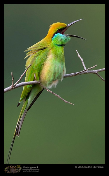 :resources:articles:bird-photography:crw_2025_gbe.jpg :resources:articles:bird-photography:crw_2025_gbe.jpg