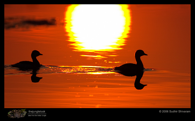 :resources:articles:bird-photography:crw_2921_greb.jpg :resources:articles:bird-photography:crw_2921_greb.jpg