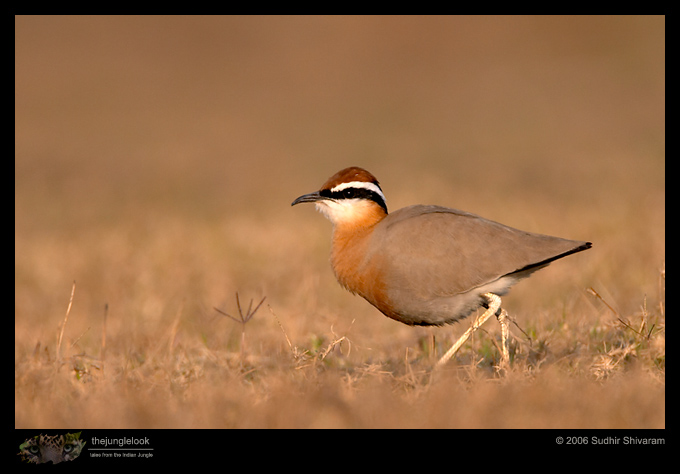 :resources:articles:bird-photography:crw_3288_indian_courser.jpg :resources:articles:bird-photography:crw_3288_indian_courser.jpg