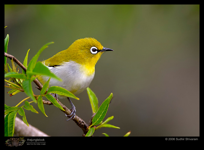 :resources:articles:bird-photography:crw_5461-oriental-white-eye.jpg :resources:articles:bird-photography:crw_5461-oriental-white-eye.jpg