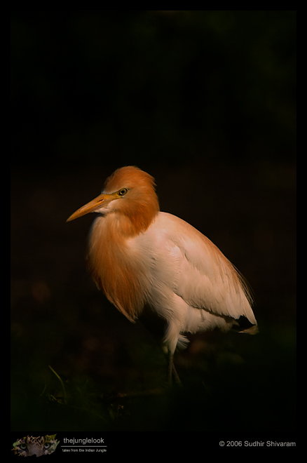 :resources:articles:bird-photography:crw_6597-cattle-egret.jpg :resources:articles:bird-photography:crw_6597-cattle-egret.jpg