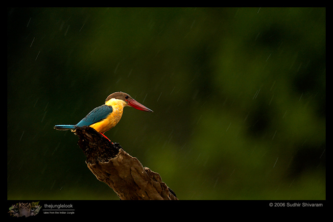 :resources:articles:bird-photography:mg_1569-stork-billed-kf.jpg