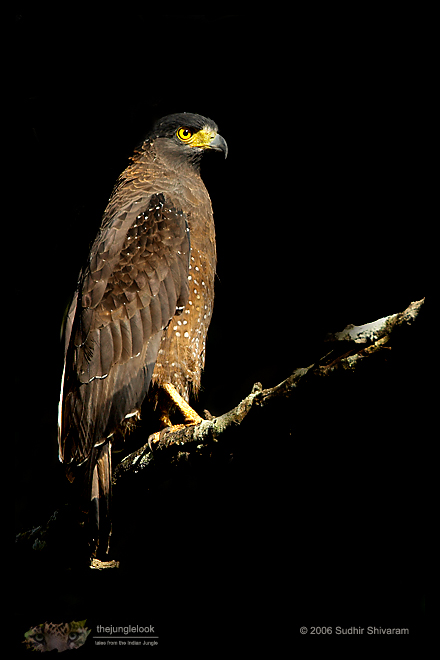 :resources:articles:bird-photography:mg_5650-cse.jpg :resources:articles:bird-photography:mg_5650-cse.jpg