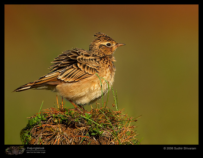 :resources:articles:bird-photography:mg_6632-oriental-skylark.jpg :resources:articles:bird-photography:mg_6632-oriental-skylark.jpg