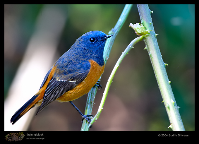 :resources:articles:crw_9333-blue_fronted_redstart.jpg