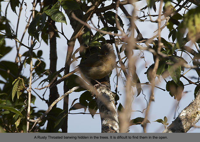 :resources:articles:mg_7963-rusty-fronted-barwing.jpg