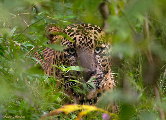 :trip-reports:crw_8761-leopard.jpg :trip-reports:crw_8761-leopard.jpg