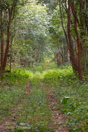 Forest Web