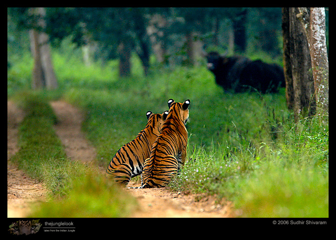 :trip-reports:lakkavalli-tiger-25oct06:mg_5905-tiger.jpg :trip-reports:lakkavalli-tiger-25oct06:mg_5905-tiger.jpg