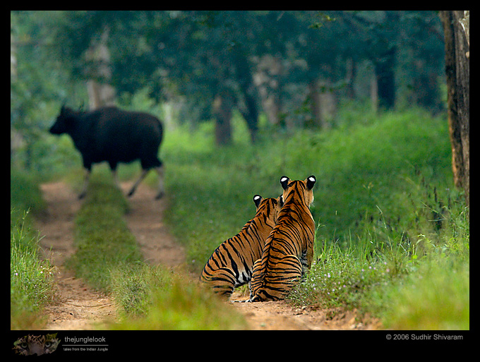:trip-reports:lakkavalli-tiger-25oct06:mg_5917-Tiger-Gaur.jpg :trip-reports:lakkavalli-tiger-25oct06:mg_5917-Tiger-Gaur.jpg