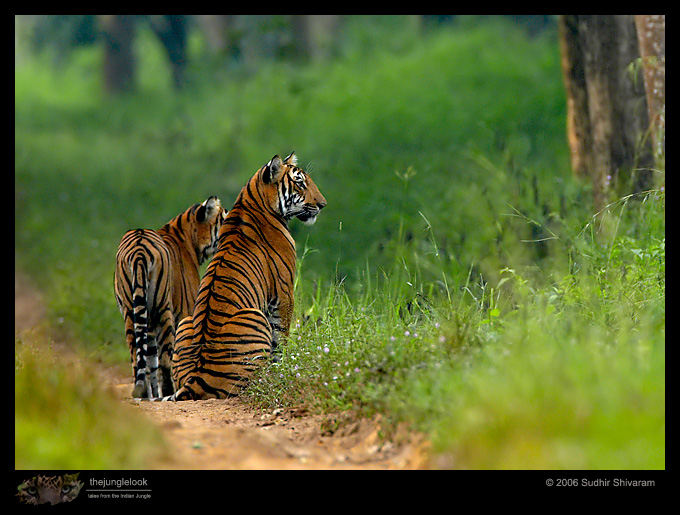 :trip-reports:lakkavalli-tiger-25oct06:mg_5922-Tiger.jpg :trip-reports:lakkavalli-tiger-25oct06:mg_5922-Tiger.jpg