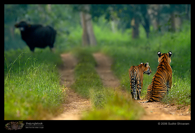 :trip-reports:lakkavalli-tiger-25oct06:mg_5937-Tiger.jpg :trip-reports:lakkavalli-tiger-25oct06:mg_5937-Tiger.jpg