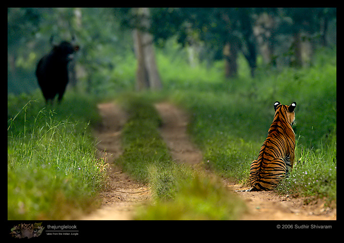 :trip-reports:lakkavalli-tiger-25oct06:mg_5939-Tiger-Gaur.jpg :trip-reports:lakkavalli-tiger-25oct06:mg_5939-Tiger-Gaur.jpg