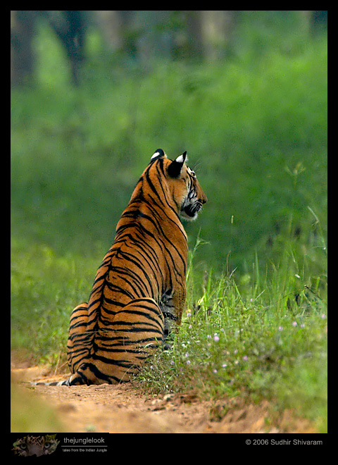 :trip-reports:lakkavalli-tiger-25oct06:mg_5940-Tiger-Male.jpg :trip-reports:lakkavalli-tiger-25oct06:mg_5940-Tiger-Male.jpg