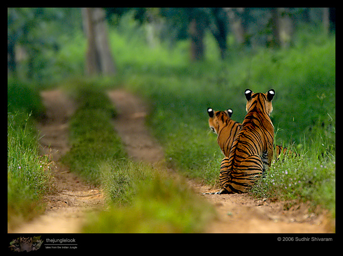 :trip-reports:lakkavalli-tiger-25oct06:mg_5944-Tiger.jpg :trip-reports:lakkavalli-tiger-25oct06:mg_5944-Tiger.jpg