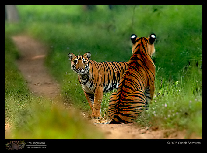 :trip-reports:lakkavalli-tiger-25oct06:mg_5947-Tiger.jpg :trip-reports:lakkavalli-tiger-25oct06:mg_5947-Tiger.jpg