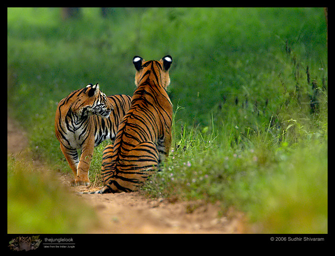 :trip-reports:lakkavalli-tiger-25oct06:mg_5950-Tiger.jpg :trip-reports:lakkavalli-tiger-25oct06:mg_5950-Tiger.jpg